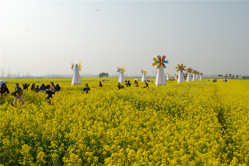 武漢蔡甸賞油菜花