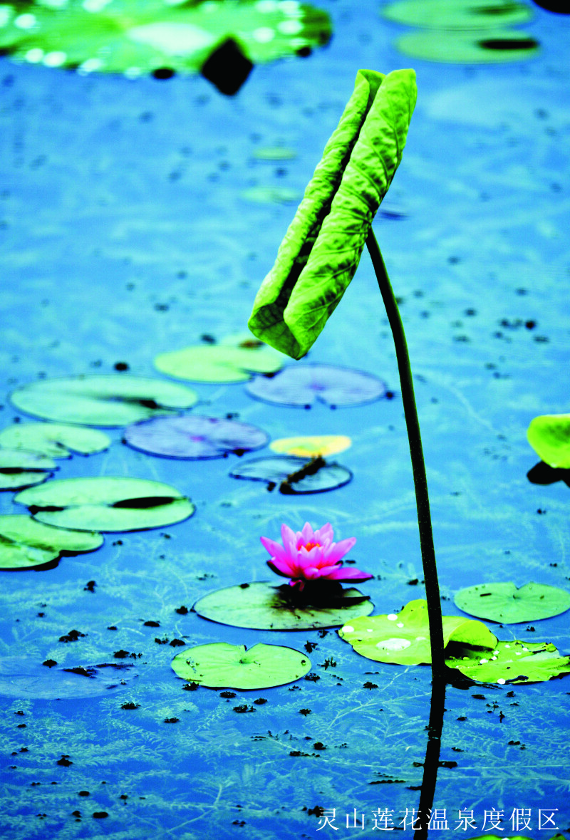 我是你水中的莲花