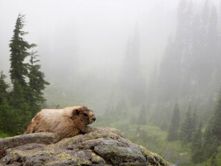 罗什德内土拨鼠乐园