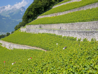 拉沃葡萄园梯田