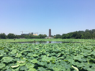 章华台湿地花海