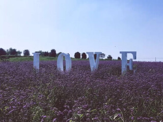 章华台湿地花海