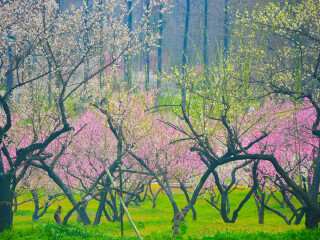东湖磨山梅园