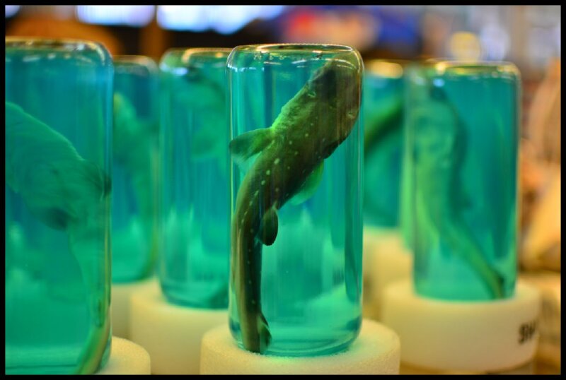  还有小鲨鱼标本,非常萌.