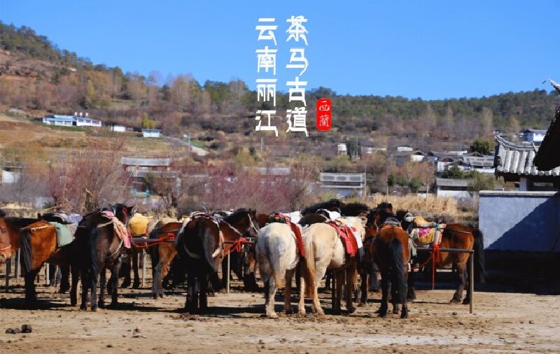 【云南丽江】拉市海重走千年茶马古道 体验马帮生活