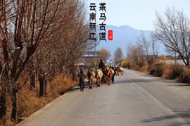 云南丽江拉市海重走千年茶马古道体验马帮生活
