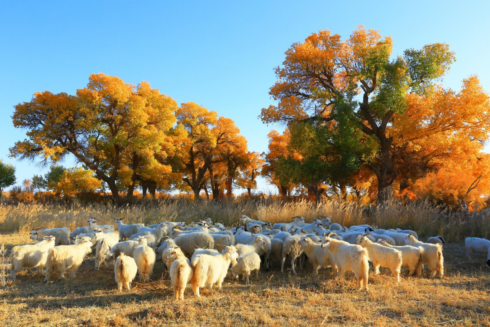 高速连接北京额济纳 10小时可到达!并途径最独特胡杨林风景区