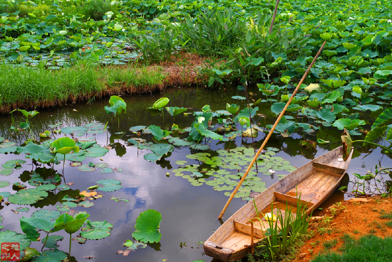  院子前面的荷塘和小舟