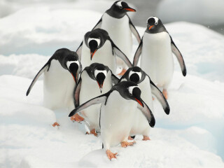 菲力普企鹅自然保护区