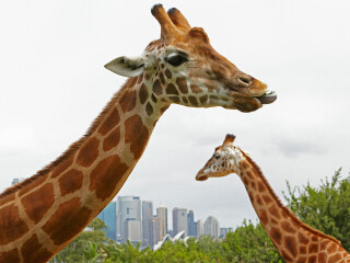 澳大利亚动物园