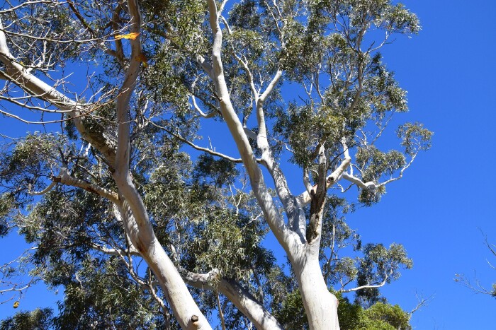 澳大利亚,我来了