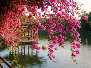 昆明世界园艺博览园