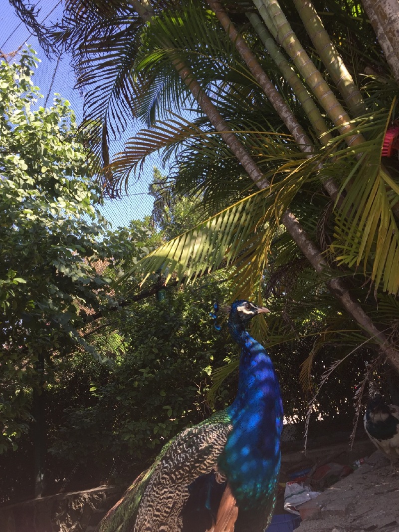 百鸟园里傲娇的孔雀