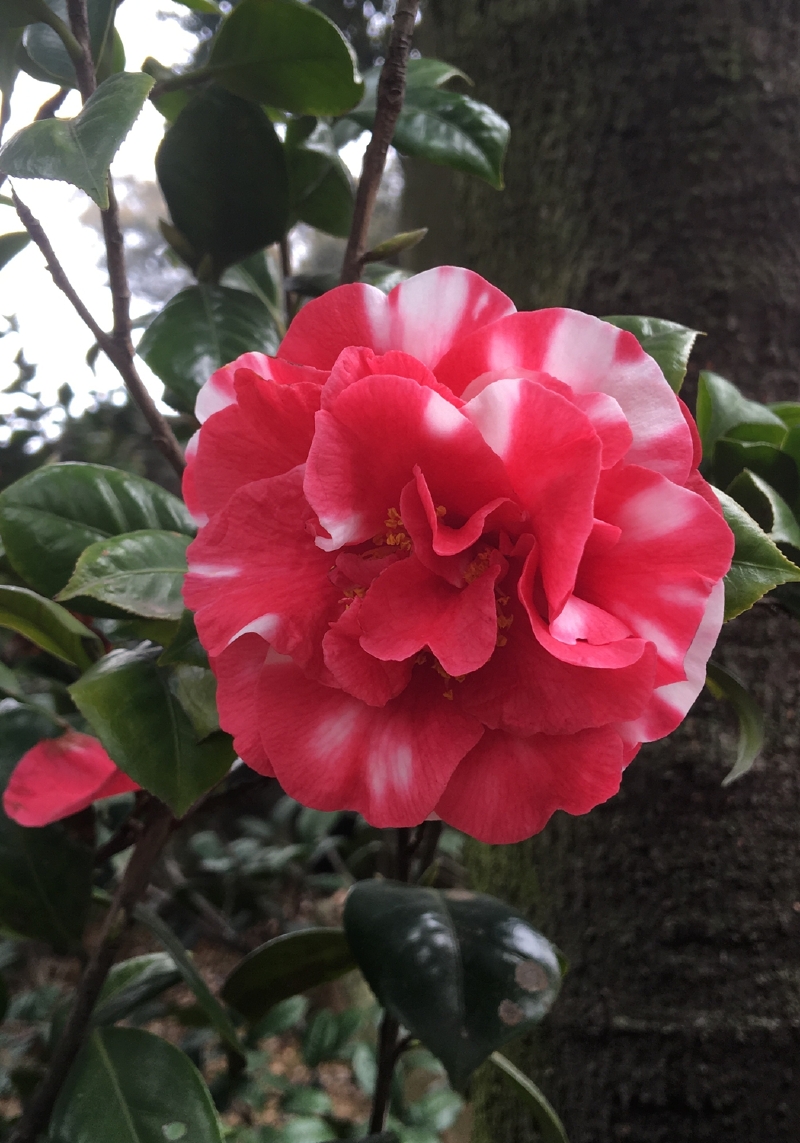 据说这里种着超级花仙子,普佗紫光,苏杭金丝,金华玉盘,蝶恋香妃等茶花