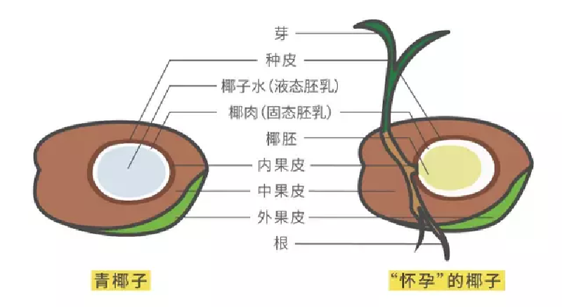 三亚的椰子竟然有这么多种类,神奇的一家!