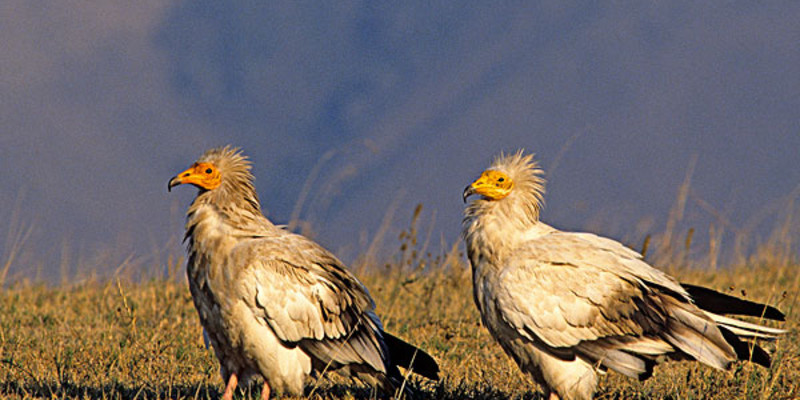 凉山岩鹰鸡幼鸡特征图片
