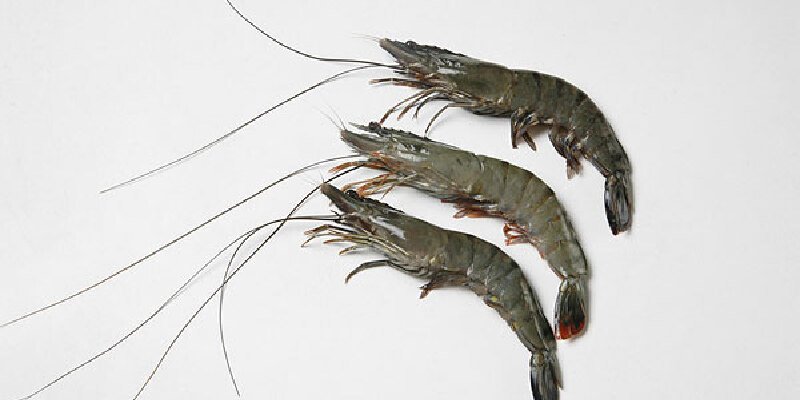 兴凯湖秀丽白虾