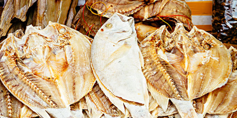 文昌鱼鱼类图片