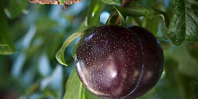 阜城黑宝石李子