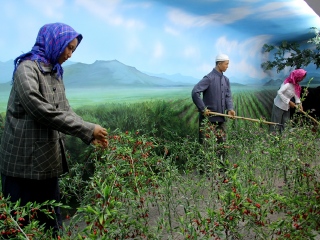 中华枸杞养生苑