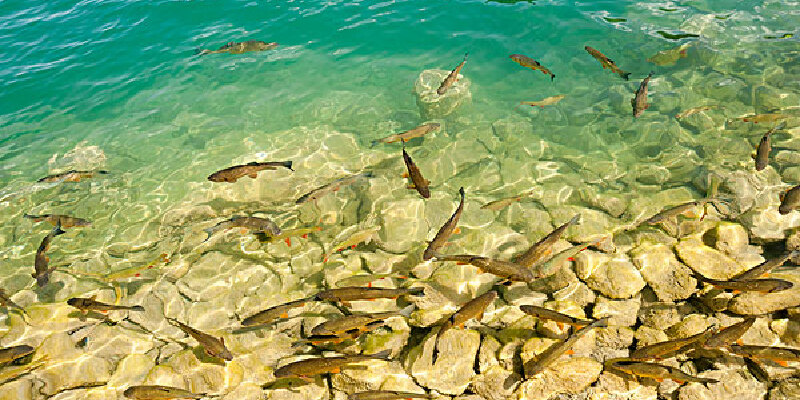 庐山石鱼价格_专卖店_哪里买