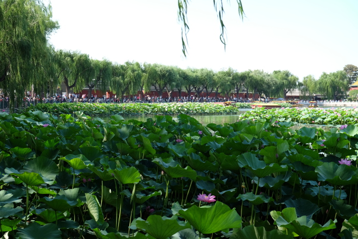 【北京】夏日 这个周末 行摄京城