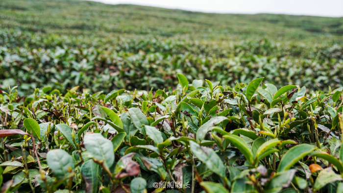 青山碧水古村庄,良辰美景品茶香.--武夷茶之旅