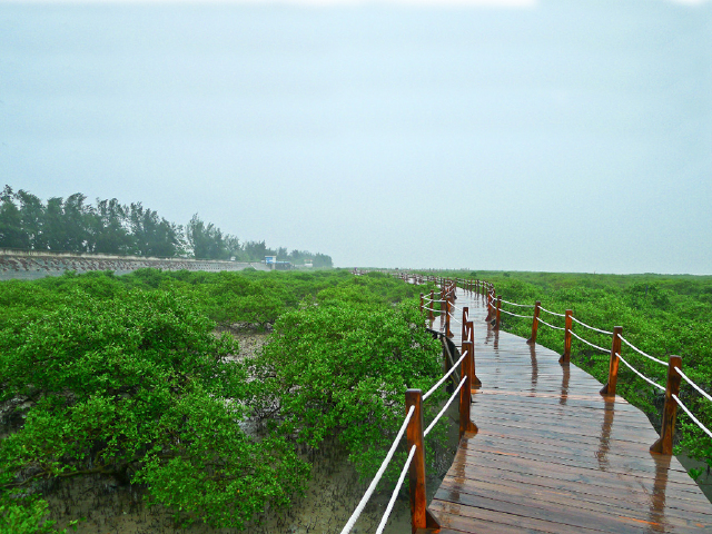 首页 国内旅游 华南 广西 金海湾红树林位于北海市区东南方,距离银滩