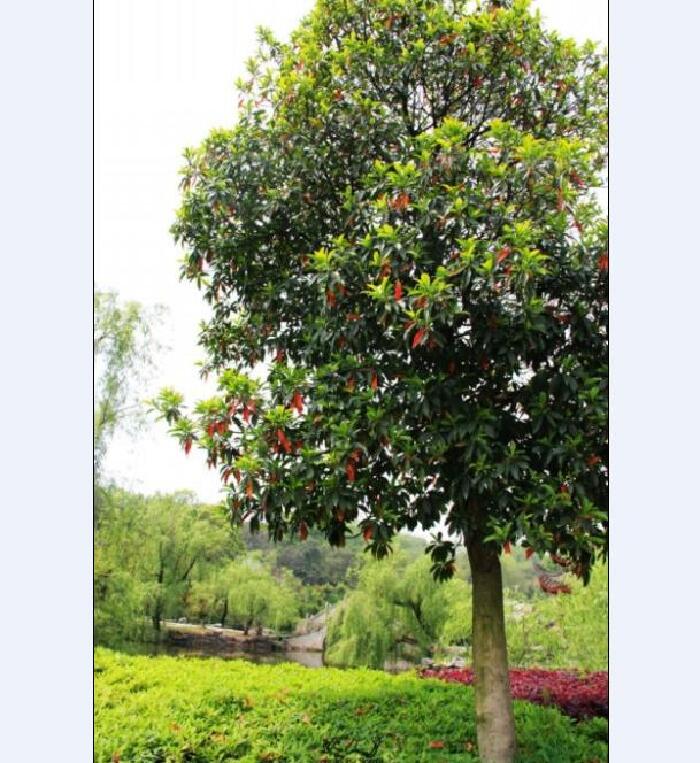 君山上偶遇岳阳市市花——杜英