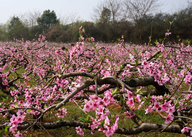 (yd4-6)走进[桃花驿]牌坊,从高出的大道向左侧