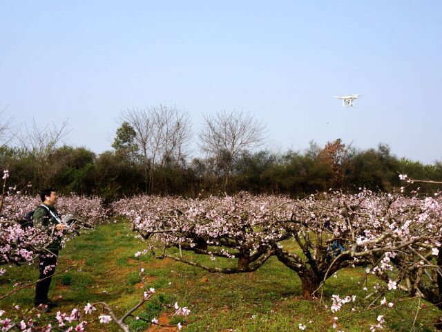 春暖花开到杨店 笑靥映入桃花驿 (精彩画面148p)