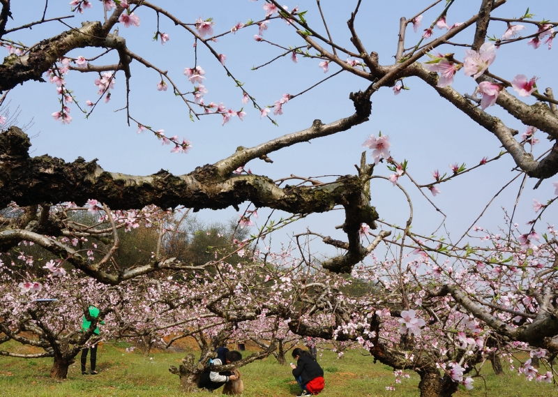 春暖花开到杨店 笑靥映入桃花驿  (精彩画面148p)