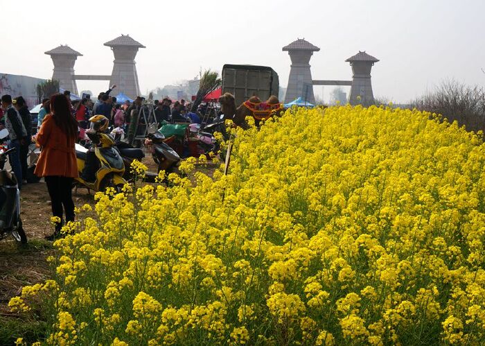 春暖花开到杨店 笑靥映入桃花驿 (精彩画面148p)