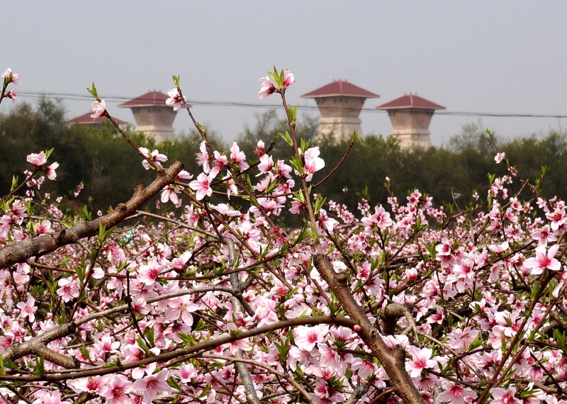 (yd29-40)阳春里的[桃花驿],镶入花丛,颜如花灿