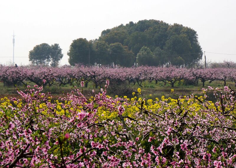 (yd50-53)在[桃花驿]的赏花大道上,因"桃花节"