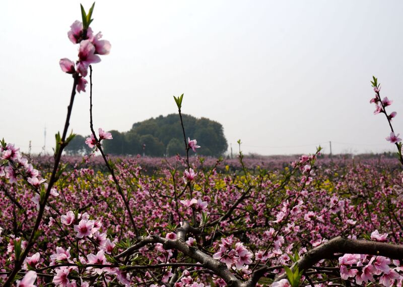 (yd50-53)在[桃花驿]的赏花大道上,因"桃花节"
