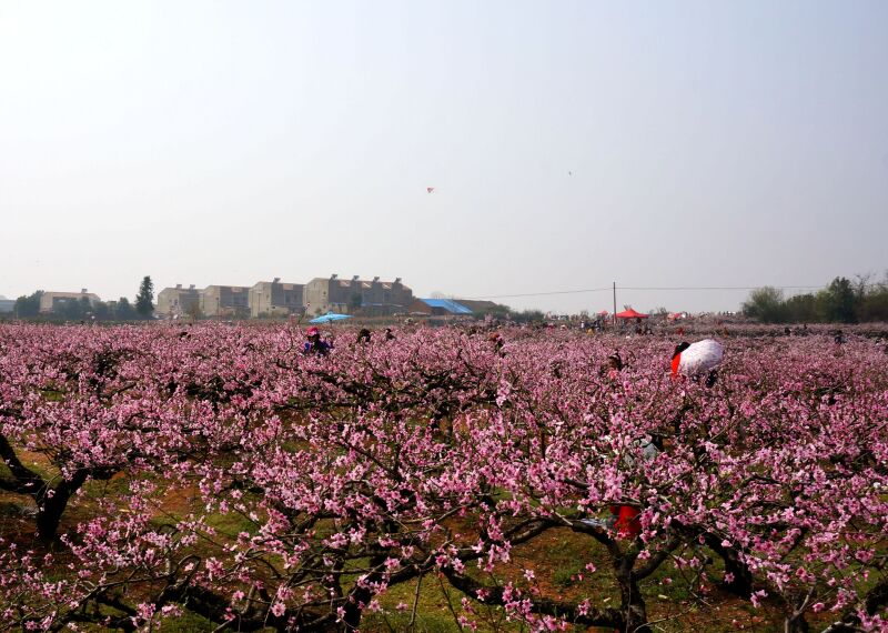 (yd50-53)在[桃花驿]的赏花大道上,因"桃花节"