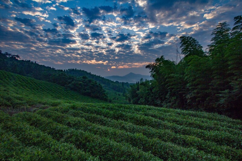 行在美岕山野间日出而林霏开野芳发而幽香上帝都为之惊叹