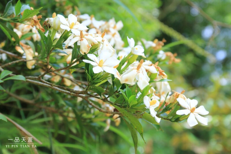 栀子花(也叫黄枝花),香气袭人!马顶,一个不容忽视的微小村落!