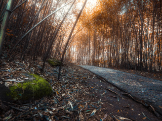 神灵寨森林公园