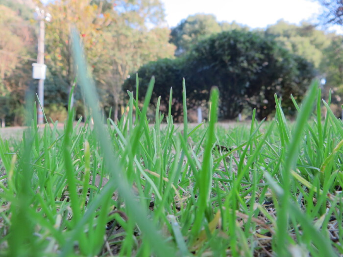 的确,那一抹绿色沁人心脾.露出嫩芽的小草让人怜悯.