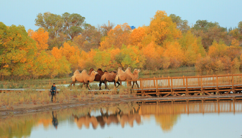 探秘额济纳胡杨林 奔走沙漠丝绸之路