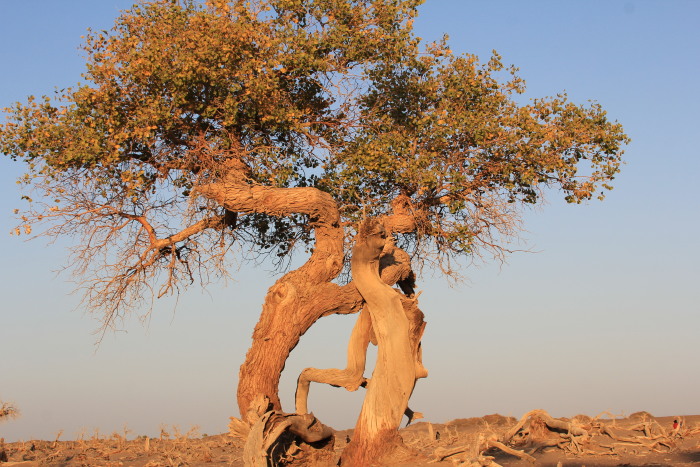 怪树林里是一批死去不朽的胡杨树,在夕阳下张牙舞爪,呈现出古老的