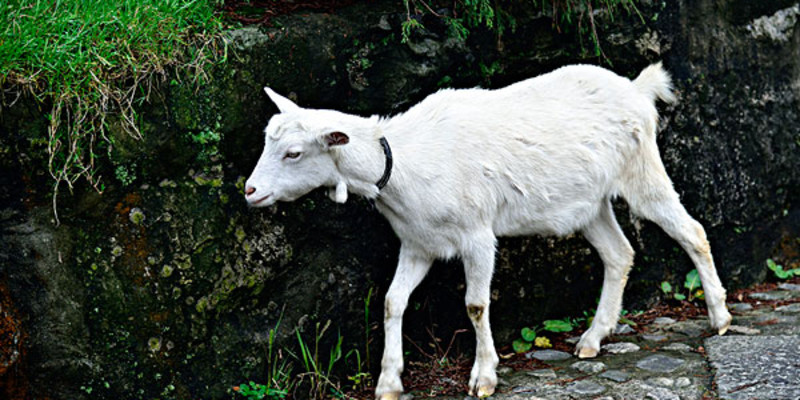 乌珠穆沁白山羊图片