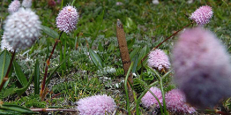 昌都特产攻略 西藏冬虫夏草 分享到