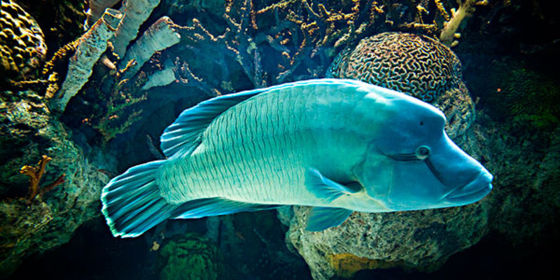 苏里南流域鱼类图片