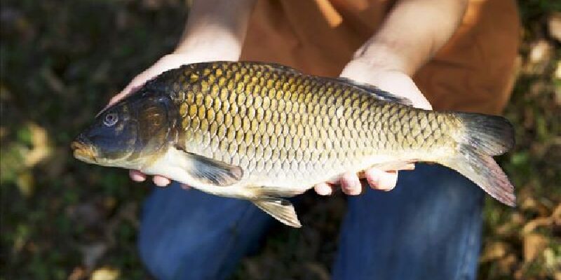 呼伦湖鲤鱼价格_专卖店_哪里买
