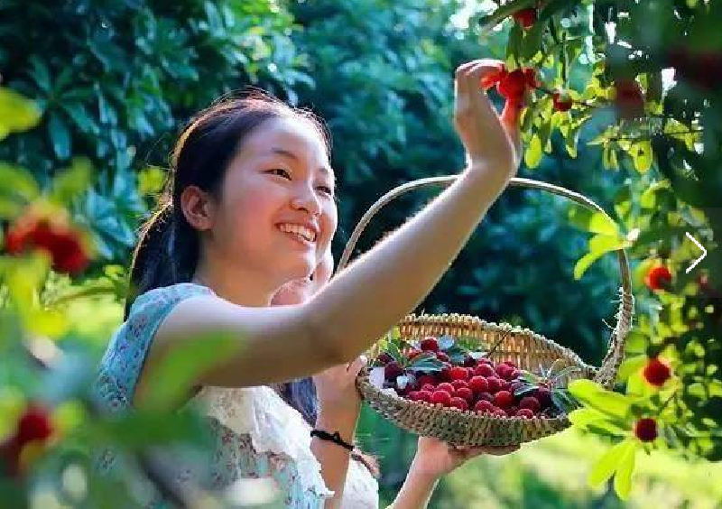 杨梅采摘季来啦厦门周边采摘杨梅去哪儿