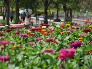 新津花舞人间景区