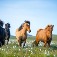 Icelandic horses. The Icelandic horse is a breed of horse developed in Iceland. Although the horses are small, at times pony-sized, most registries for the Icelandic refer to it as a horse.
